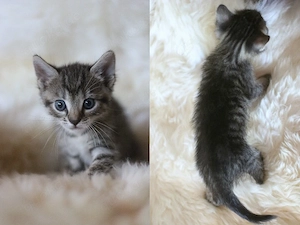 Babykatze, Kitten, Katzenbaby. Henry, der Prinz und Schmusebär sucht ein liebevolles Zuhause Bild 3