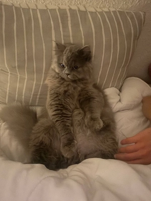    Süße kater sucht ein liebevolles Zuhause