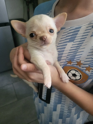 Zauberhafte Chihuahua-Hündin sucht ihr liebevolles Zuhause