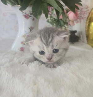 Letztes Kitten aus unserem Wurf sucht ein liebevolles Zuhause   Reinrassiges BKH Kitten 