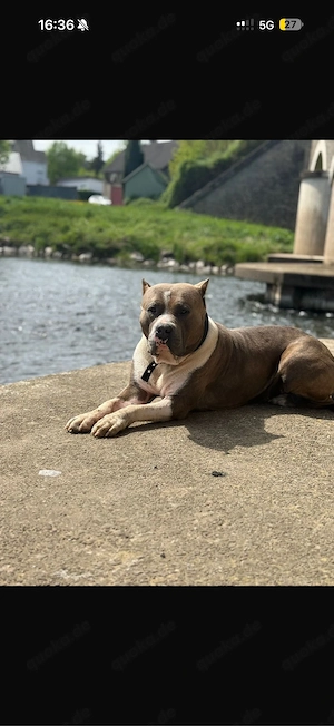 deckrüde Anerican Xxl Bully 