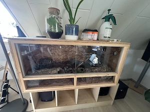 Leopardengeckos (0.2.)