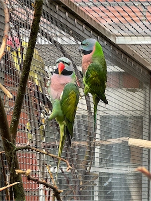 Rosenbrustbartsittiche