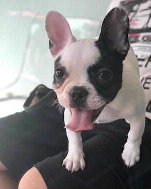 Französische Bulldogge Welpe "Rex"   
