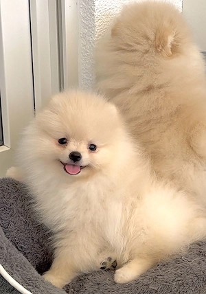 Zwergspitz pomeranian welpen mit Stammbaum