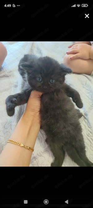  BKH Kitten weibliche 