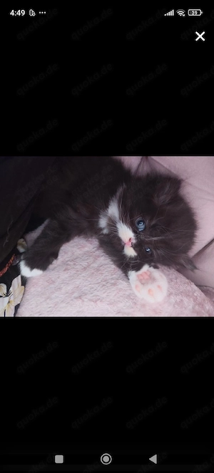 BKH Kater 