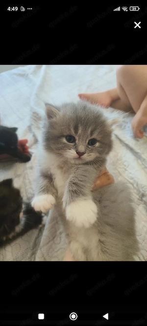 BKH Kater 