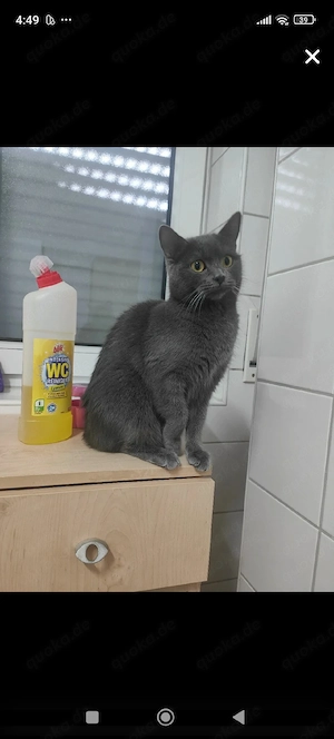 BKH katze sucht neue Zuhause 