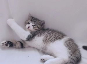 Süße BKH Kitten 
