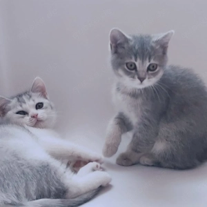 BKH Kitten 