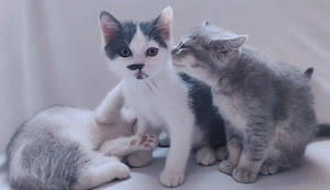 Süße BKH Kitten 