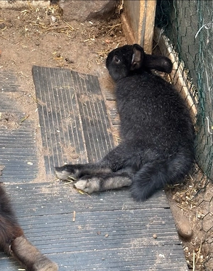 Hasenbabys zu verkaufen 