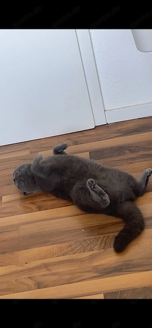    Liebevolle British-Kurzhaar-Katze sucht ein Zuhause fürs Leben   