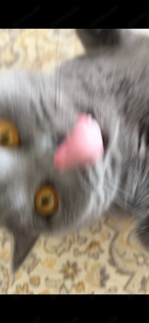    Liebevolle British-Kurzhaar-Katze sucht ein Zuhause fürs Leben    Bild 4