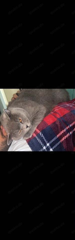    Liebevolle British-Kurzhaar-Katze sucht ein Zuhause fürs Leben    Bild 2