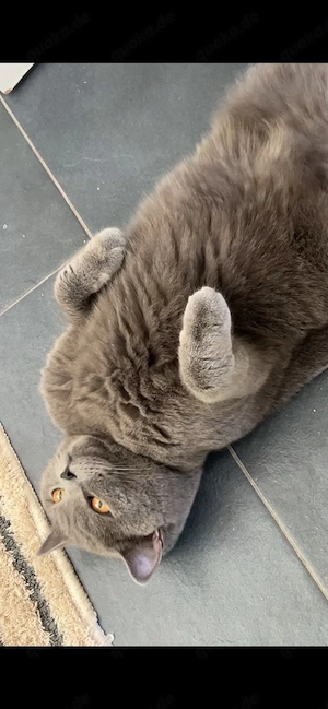    Liebevolle British-Kurzhaar-Katze sucht ein Zuhause fürs Leben    Bild 5