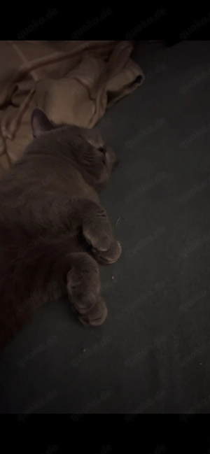    Liebevolle British-Kurzhaar-Katze sucht ein Zuhause fürs Leben    Bild 3