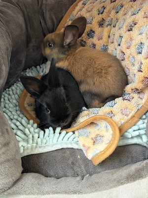 Hasenbabys zu verkaufen 