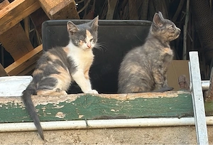 2 Katzenkinder Glückskätzchen Tricolor