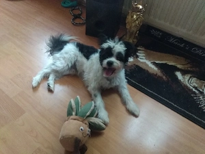 Woody sucht leider sein perfektes Zuhause für immer 
