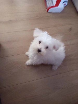 Bichon Malteser Mini 