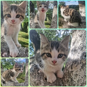 Kätzchen "Lucy"