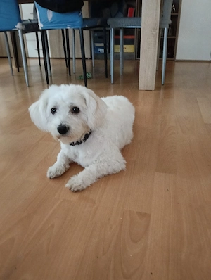 Bichon Malteser Rüde