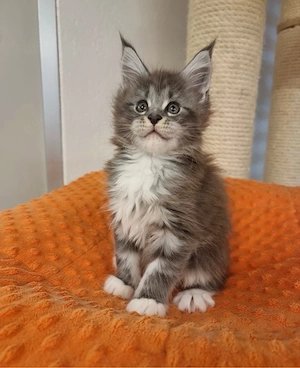 Maine-Coon-Kätzchen suchen ein liebevolles Zuhause