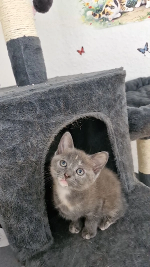 Katzen Baby 