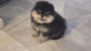Pomeranian Welpen 