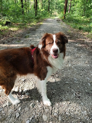 Deckrüde Border Collie  Australien Sheperd (Kein Verkauf)
