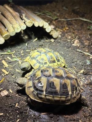 2 Griechische Landschildkröten in liebevolle Hände abzugeben 