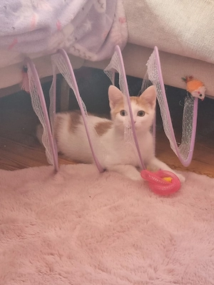 Kater Kitten Chili sucht ein zu Hause 