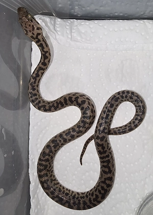 1,1 Antaresia maculosa 