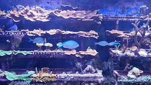 Fische.Meerwasser.Chromies viriedis.Aquarium