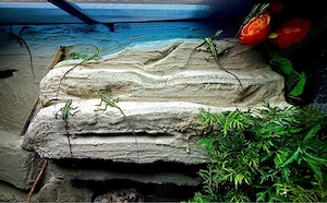Kronenbasilisken (Laemanctus longipes) Bild 3