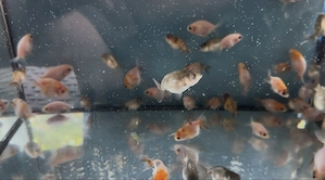 Cow Ranchu Nachzuchten aus Hobbyzucht - Liebhabertiere