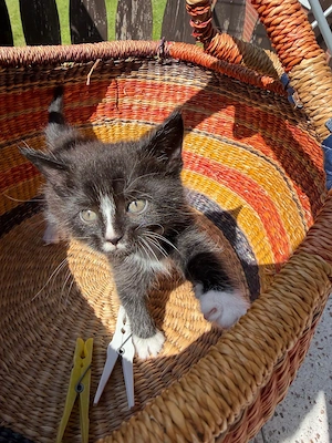 Kitten suchen Neuen Dosenöffner   