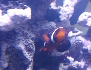 2 Anemonenfische und 2 kleine Azurriffbarsche Meerwasser
