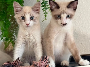 Wunderschöne Kittengeschwister