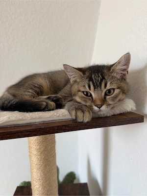 Zwei liebe Kater suchen ein neues Zuhause!   