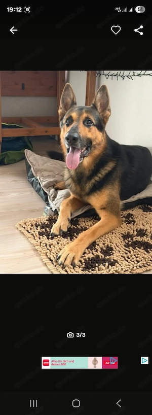 Dringend neues Zuhause gesucht 