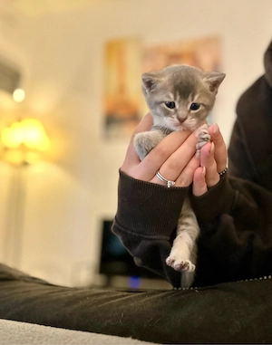 2 süße Kitten suchen ein Zuhause
