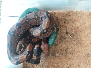 1.0 Berry Blood het 66%vpi pink panter 