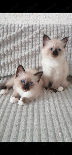 2 Katerchen Heilige birma kitten 