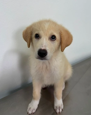 Rudolf, kleiner Welpe sucht neue Familie