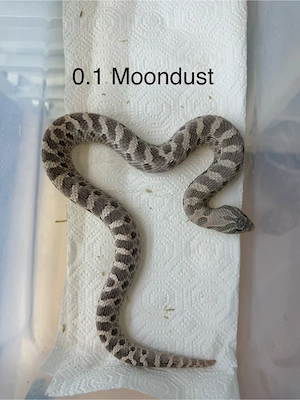 0.1 Moondust 