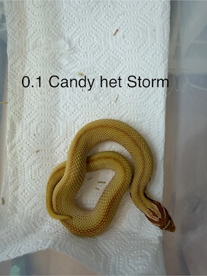 1.1 Candy het Stormcould