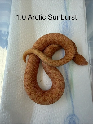 1.0 Arctic Sunburst